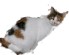 Click on the Kitty to Make a DONATION to keep the NBAers Playground ALIVE